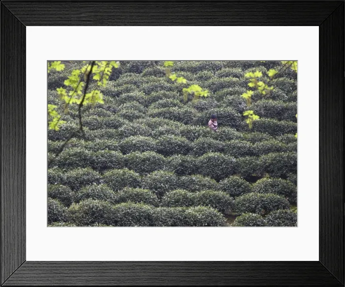 Framed Print : Woman picking tea, Longjing, Hangzhou, Zhejiang, China, Asia Framed Print : Woman picking tea, Longjing, Hangzhou, Zhejiang, China, Asia