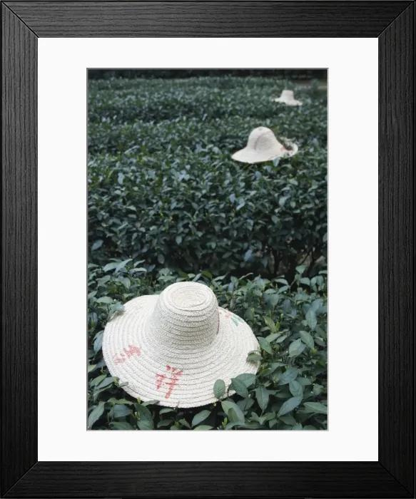 Framed Print : Tea workers hats lying on tea bushes, Longjing, Hangzhou, Zhejiang, China, Asia Framed Print : Tea workers hats lying on tea bushes, Longjing, Hangzhou, Zhejiang, China, Asia