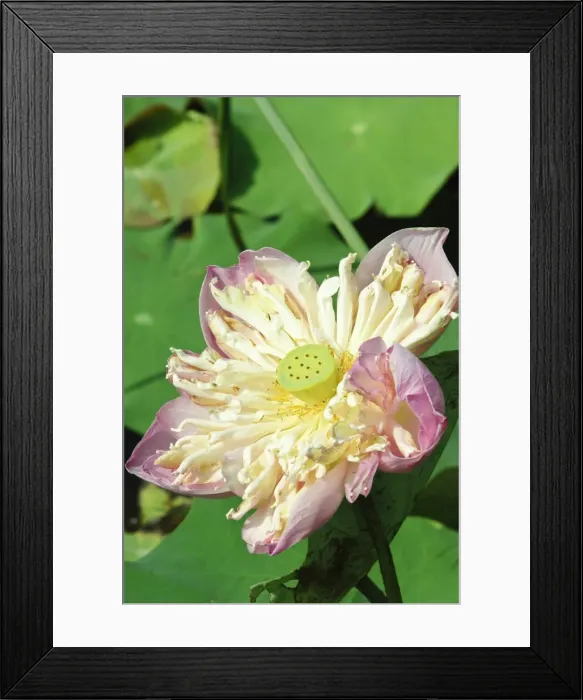 Framed Print : Lotus flower, Bangkok, Thailand, Southeast Asia, Asia Framed Print : Lotus flower, Bangkok, Thailand, Southeast Asia, Asia