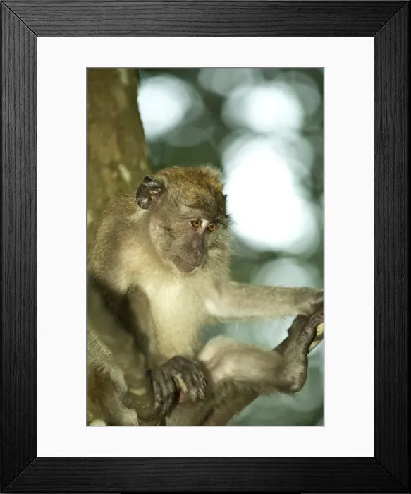 Framed Print : Langkawi Island, Malaysia, Southeast Asia, Asia Framed Print : Langkawi Island, Malaysia, Southeast Asia, Asia