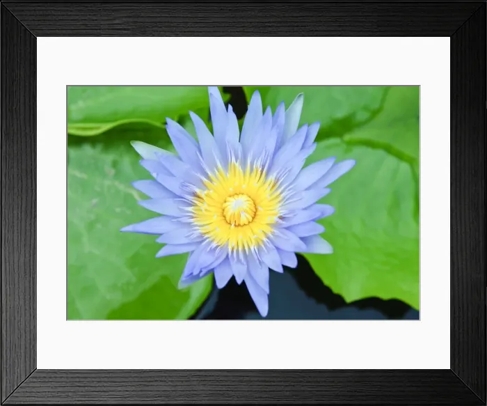 Framed Print : Wat Chalong temple, Phuket, Thailand, Southeast Asia, Asia Framed Print : Wat Chalong temple, Phuket, Thailand, Southeast Asia, Asia