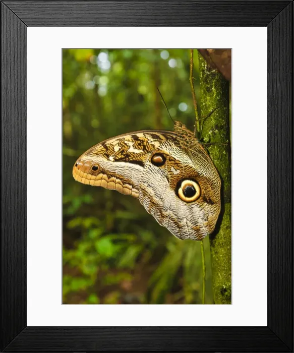 Framed Print : Owl butterly (Caligo beltrao) with eye spots on wing, Amazon, Brazil, South America Framed Print : Owl butterly (Caligo beltrao) with eye spots on wing, Amazon, Brazil, South America