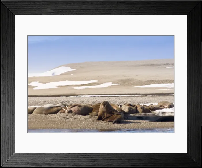 Framed Print : Walrus on Torellneset Island, Nordaustlandet, Svalbard Archipelago, Norway Framed Print : Walrus on Torellneset Island, Nordaustlandet, Svalbard Archipelago, Norway