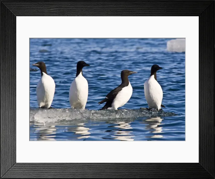 Framed Print : Guillemots on ice in Lomfjorden Svalbard Archipelago, Norway, Scandinavia, Europe Framed Print : Guillemots on ice in Lomfjorden Svalbard Archipelago, Norway, Scandinavia, Europe