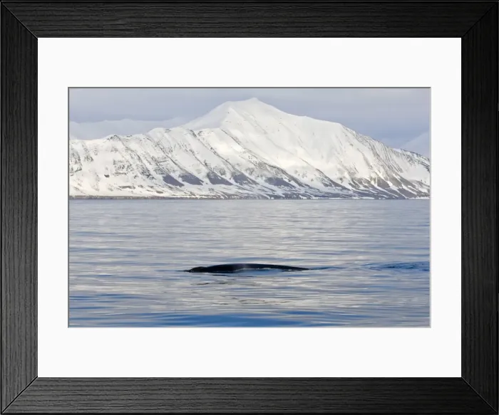 Framed Print : Fin whale in Woodfjord, Svalbard Archipelago, Norway, Arctic, Scandinavia, Europe Framed Print : Fin whale in Woodfjord, Svalbard Archipelago, Norway, Arctic, Scandinavia, Europe