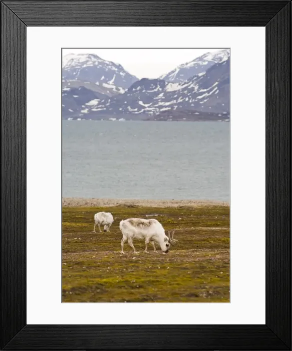 Framed Print : Reindeer at Ny Alesund, Svalbard Archipelago, Norway, Arctic, Scandinavia, Europe Framed Print : Reindeer at Ny Alesund, Svalbard Archipelago, Norway, Arctic, Scandinavia, Europe