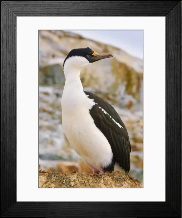 Framed Print : Blue-eyed shag (cormorant), Petermann Island, Antarctica, Polar Regions Framed Print : Blue-eyed shag (cormorant), Petermann Island, Antarctica, Polar Regions