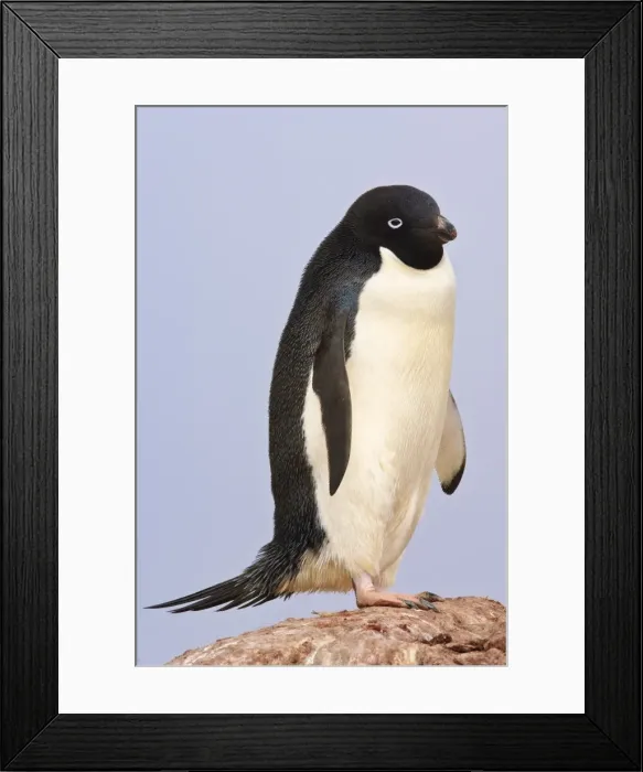 Framed Print : Adelie penguin, Petermann Island, Antarctica, Polar Regions Framed Print : Adelie penguin, Petermann Island, Antarctica, Polar Regions