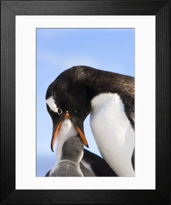 Framed Print : Gentoo penguin family Neko Cove (Harboor), Antarctica, Polar Regions