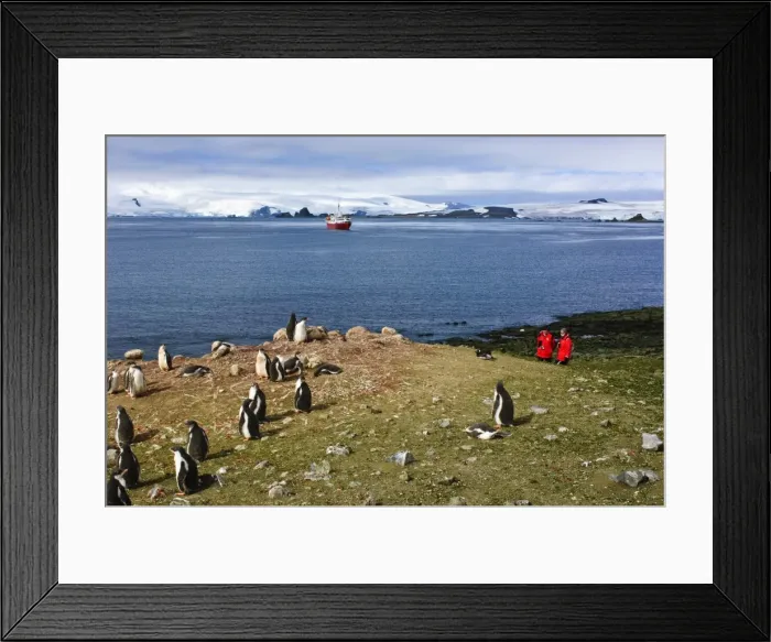 Framed Print : Exploring gentoo penguin colony, Aitcho Islands, Antarctica, Polar Regions