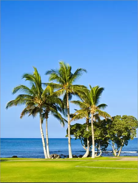 Palm trees, Big Island, Hawaii, United States of America, North America