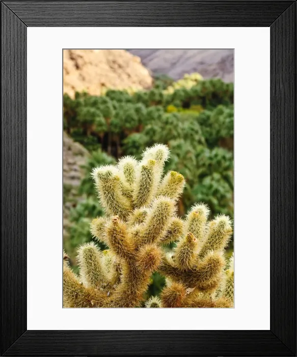 Framed Print : Cactus in Andreas Canyon, Palm Springs, California, United States of America