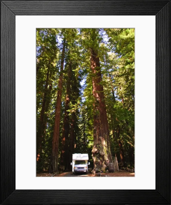 Framed Print : Richardson Grove State Park, California, United States of America, North America Framed Print : Richardson Grove State Park, California, United States of America, North America