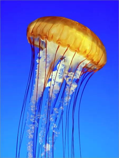 Sea nettle jellyfish (chrysaora fuscescens), Monterey Aquarium, California