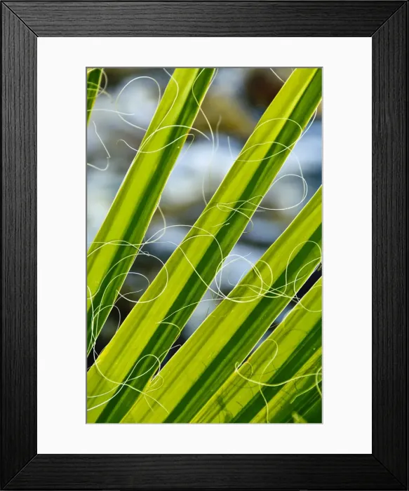 Framed Print : Palm fronds, Andreas Canyon, Palm Springs, California, United States of America Framed Print : Palm fronds, Andreas Canyon, Palm Springs, California, United States of America