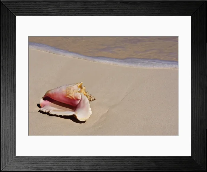 Framed Print : Conch shell on beach, Cat Island, The Bahamas, West Indies, Central America Framed Print : Conch shell on beach, Cat Island, The Bahamas, West Indies, Central America