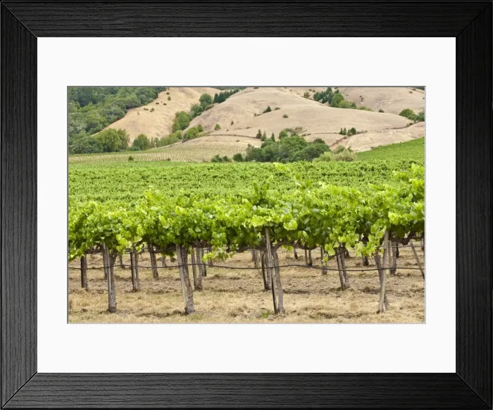 Framed Print : Vineyard in Northern California, United States of America, North America