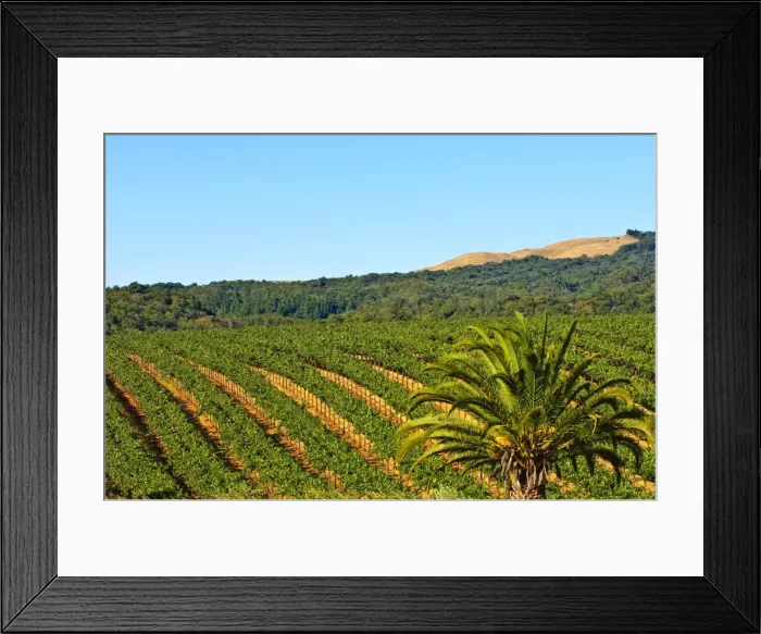 Framed Print : Grape vines in northern California near Mendocino, California, United States of America Framed Print : Grape vines in northern California near Mendocino, California, United States of America