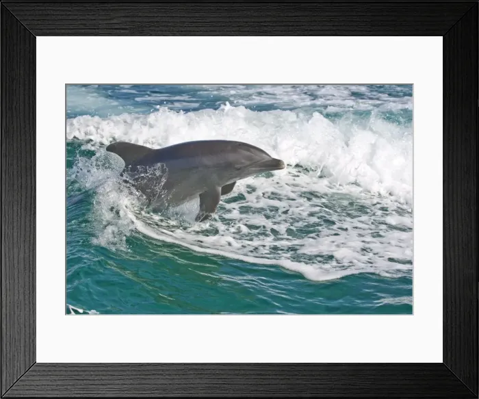 Framed Print : Bottlenose dolphin in the sea, The Bahamas, West Indies, Central America Framed Print : Bottlenose dolphin in the sea, The Bahamas, West Indies, Central America