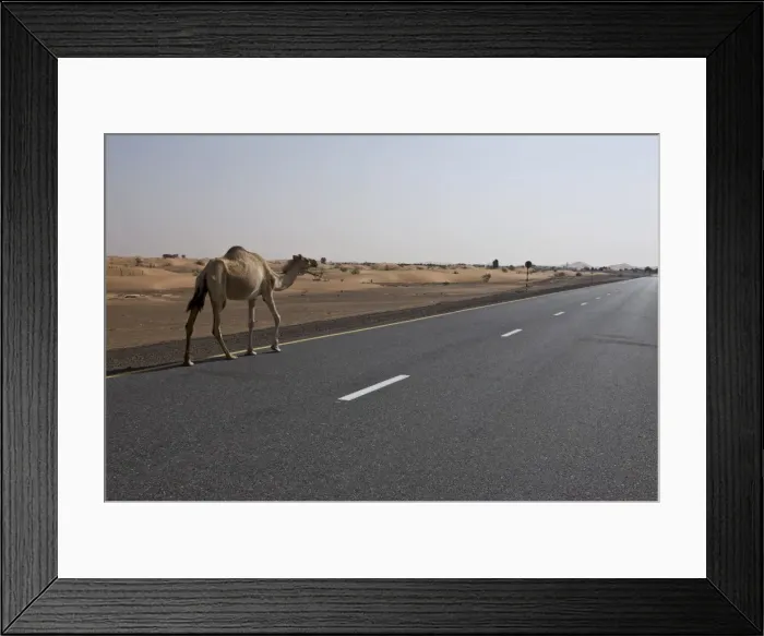 Framed Print : Lone camel walking along a road through the desert near Dubai, United Arab Emirates Framed Print : Lone camel walking along a road through the desert near Dubai, United Arab Emirates