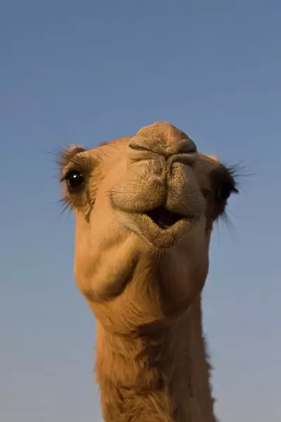Close-up of camels head in bright evening light, near Abu Dhabi, United Arab Emirates