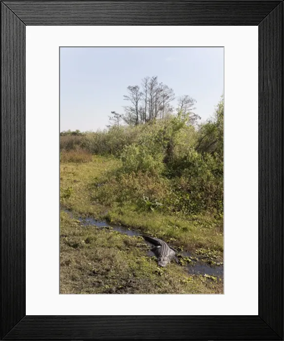 Framed Print : Alligator, Everglades National Park, UNESCO World Heritage Site, Florida Framed Print : Alligator, Everglades National Park, UNESCO World Heritage Site, Florida