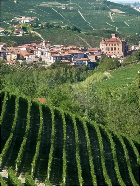 Barolo, Langhe region, Piedmont, Italy, Europe
