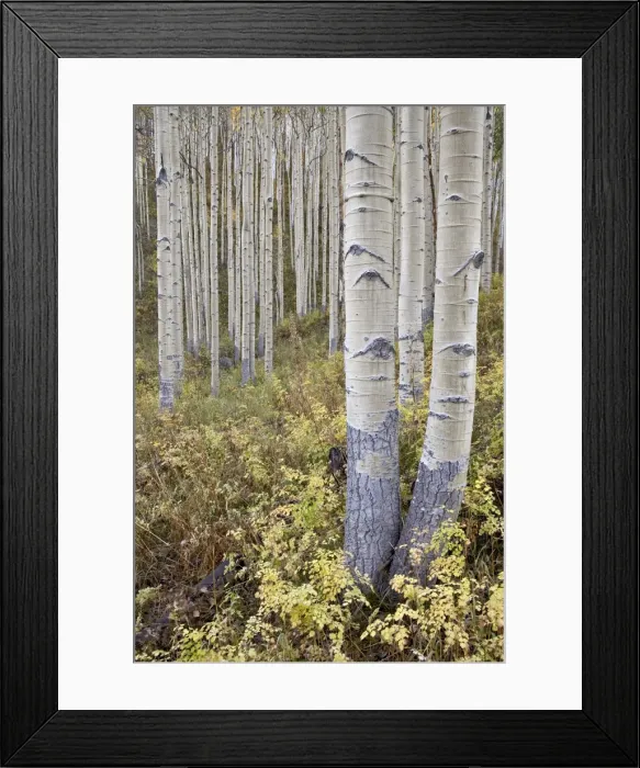 Framed Print : Aspen grove in early fall, White River National Forest, Colorado, United States of America Framed Print : Aspen grove in early fall, White River National Forest, Colorado, United States of America