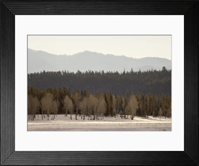 Framed Print : Stacked forest layers with snow, Grand Teton National Park, Wyoming, United States of America Framed Print : Stacked forest layers with snow, Grand Teton National Park, Wyoming, United States of America