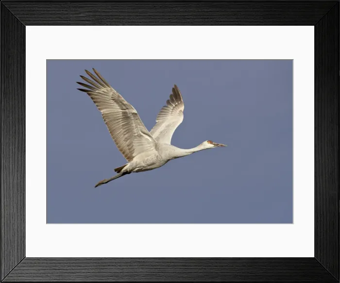 Framed Print : Sandhill crane (Grus canadensis) in flight, Bosque Del Apache National Wildlife Refuge Framed Print : Sandhill crane (Grus canadensis) in flight, Bosque Del Apache National Wildlife Refuge