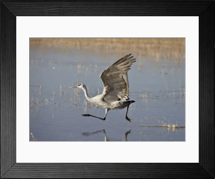 Framed Print : Sandhill crane (Grus canadensis) taking off, Bosque Del Apache National Wildlife Refuge Framed Print : Sandhill crane (Grus canadensis) taking off, Bosque Del Apache National Wildlife Refuge