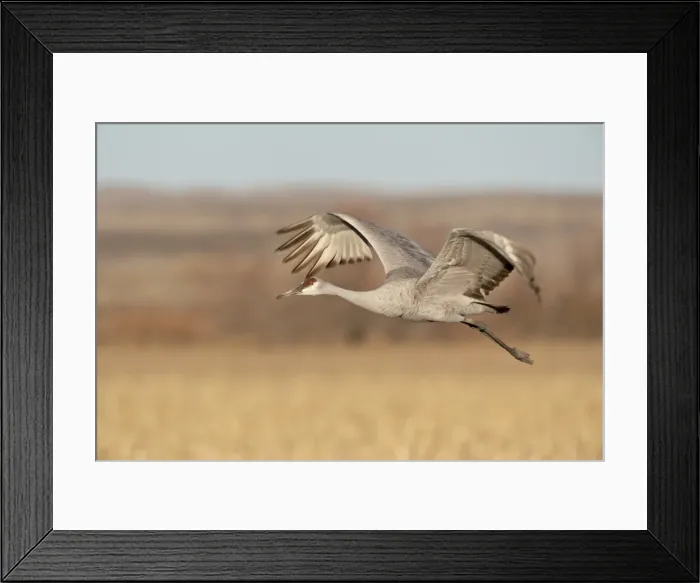 Framed Print : Sandhill crane (Grus canadensis) in flight, Bosque Del Apache National Wildlife Refuge Framed Print : Sandhill crane (Grus canadensis) in flight, Bosque Del Apache National Wildlife Refuge