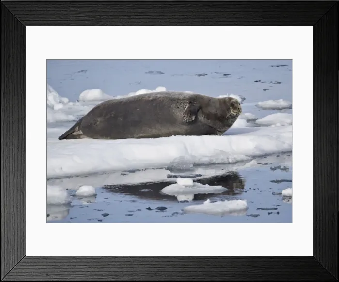Framed Print : Bearded seal (Erignathus barbatus) on ice, Svalbard Islands, Arctic, Norway, Europe Framed Print : Bearded seal (Erignathus barbatus) on ice, Svalbard Islands, Arctic, Norway, Europe