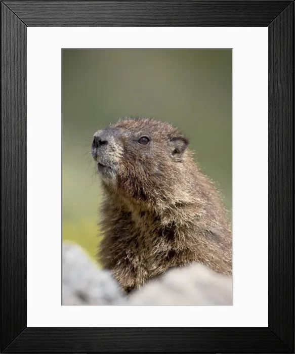 Framed Print : Yellowbelly marmot (Marmota flaviventris) near Cinnamon Pass, Uncompahgre National Forest Framed Print : Yellowbelly marmot (Marmota flaviventris) near Cinnamon Pass, Uncompahgre National Forest