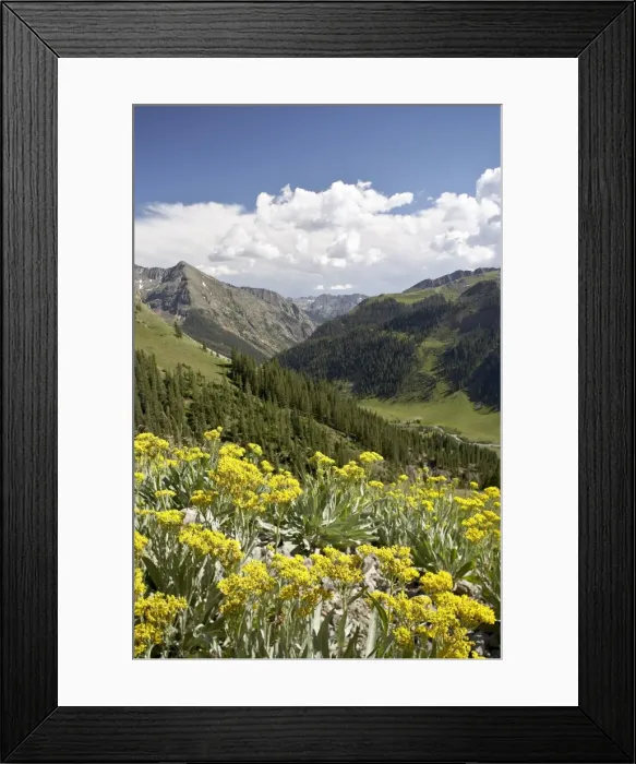Framed Print : Wildflowers and mountains near Cinnamon Pass, Uncompahgre National Forest Framed Print : Wildflowers and mountains near Cinnamon Pass, Uncompahgre National Forest