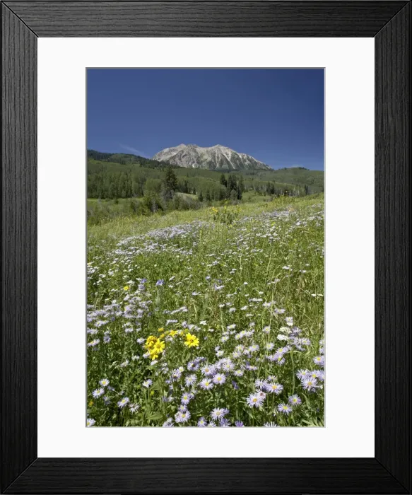 Framed Print : Field of showy daisy (Erigeron speciosus), Grand Mesa-Uncompahgre-Gunnison National Forest Framed Print : Field of showy daisy (Erigeron speciosus), Grand Mesa-Uncompahgre-Gunnison National Forest