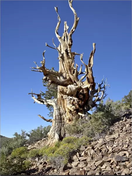 Dead bristlecone pine (Pinus longaeva), Ancient Bristlecone Pine Forest