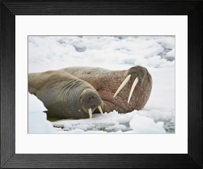 Framed Print : Two walruses (Odobenus rosmarus) on the ice, Sju?yane Island, Svalbard Islands Framed Print : Two walruses (Odobenus rosmarus) on the ice, Sju?yane Island, Svalbard Islands