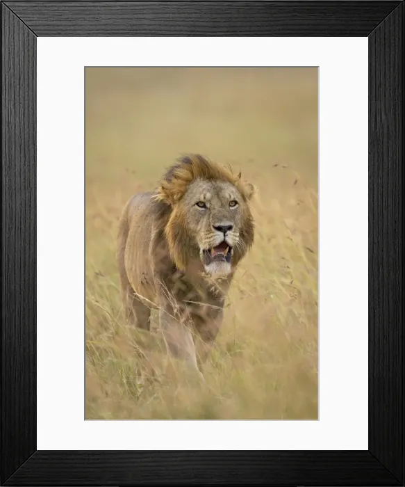 Framed Print : Lion (Panthera leo), Masai Mara National Reserve, Kenya, East Africa, Africa Framed Print : Lion (Panthera leo), Masai Mara National Reserve, Kenya, East Africa, Africa