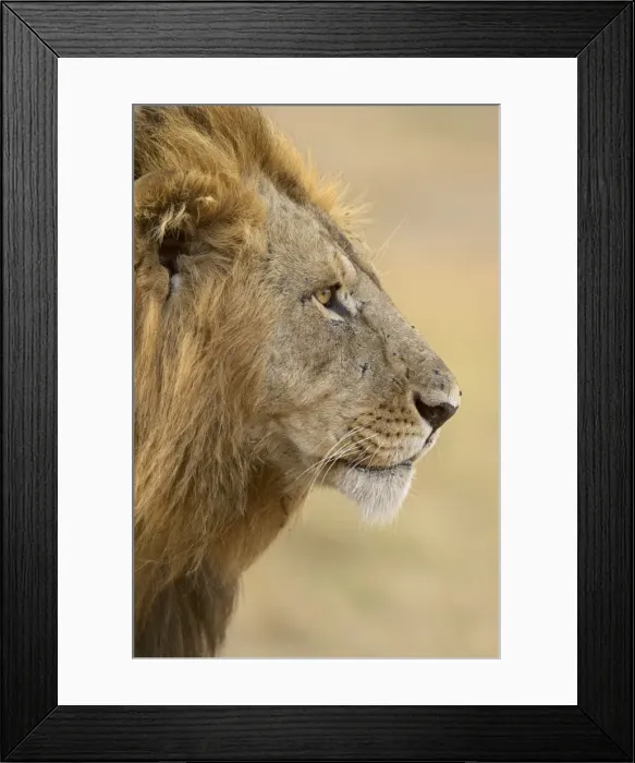 Framed Print : Lion (Panthera leo), Masai Mara National Reserve, Kenya, East Africa, Africa Framed Print : Lion (Panthera leo), Masai Mara National Reserve, Kenya, East Africa, Africa