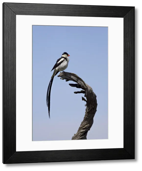 Framed Print : Male pin-tailed whydah (Vidua macroura), Pilanesberg National Park, South Africa, Africa Framed Print : Male pin-tailed whydah (Vidua macroura), Pilanesberg National Park, South Africa, Africa