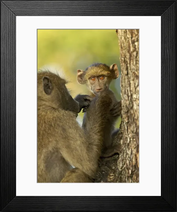 Framed Print : Infant chacma baboon (Papio ursinus) being groomed, Kruger National Park Framed Print : Infant chacma baboon (Papio ursinus) being groomed, Kruger National Park
