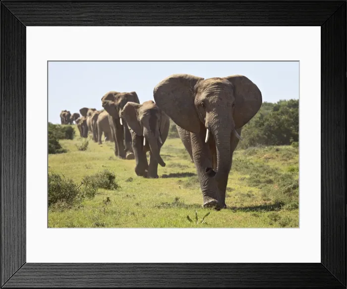 Framed Print : Line of African elephant (Loxodonta africana), Addo Elephant National Park Framed Print : Line of African elephant (Loxodonta africana), Addo Elephant National Park