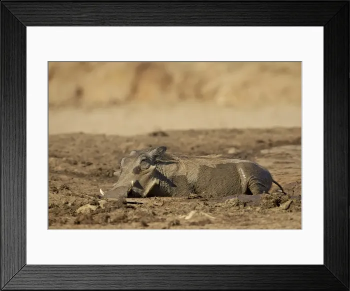Framed Print : Warthog (Phacochoerus aethiopicus) mud bathing, Addo Elephant National Park Framed Print : Warthog (Phacochoerus aethiopicus) mud bathing, Addo Elephant National Park