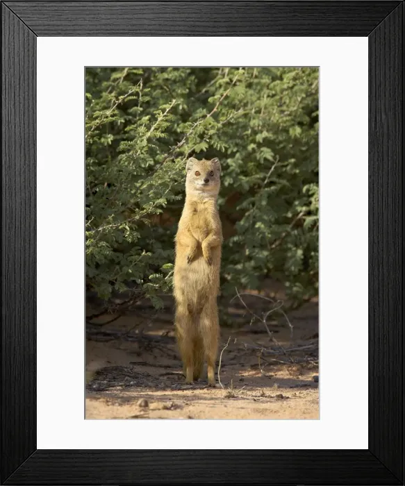 Framed Print : Yellow mongoose (Cynictis penicillata), Kgalagadi Transfrontier Park, encompasing the former Kalahari Gemsbok National Park, South Framed Print : Yellow mongoose (Cynictis penicillata), Kgalagadi Transfrontier Park, encompasing the former Kalahari Gemsbok National Park, South