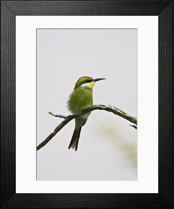 Framed Print : Swallow-tailed bee-eater (Merops hirundineus), Kgalagadi Transfrontier Park Framed Print : Swallow-tailed bee-eater (Merops hirundineus), Kgalagadi Transfrontier Park