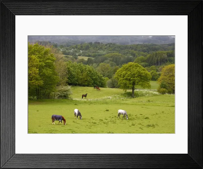 Framed Print : Horses in field near Vejle, Jutland, Denmark, Scandinavia, Europe Framed Print : Horses in field near Vejle, Jutland, Denmark, Scandinavia, Europe