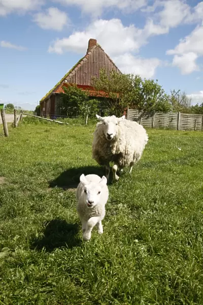 Marsk lambs at a farm in Dalen, Jutland, Denmark, Scandinavia, Europe