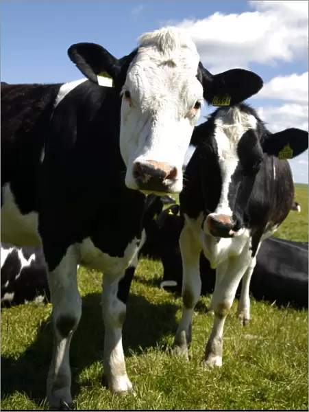 Cows in a field, South Jutland, Denmark, Scandinavia, Europe