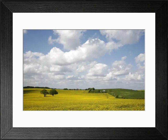 Framed Print : Rape fields, Jutland, Denmark, Scandinavia, Europe Framed Print : Rape fields, Jutland, Denmark, Scandinavia, Europe